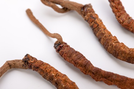 Cordyceps sinesis Yartsa Gunbu Yarsagumba himalayan gold Nepal isolatedの写真素材