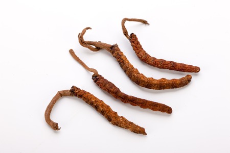 Cordyceps sinesis Yartsa Gunbu Yarsagumba himalayan gold Nepal isolatedの写真素材