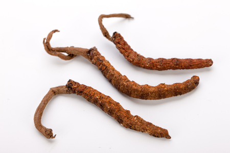 Cordyceps sinesis Yartsa Gunbu Yarsagumba himalayan gold Nepal isolatedの写真素材