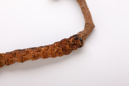 Cordyceps sinesis Yartsa Gunbu Yarsagumba himalayan gold Nepal isolatedの写真素材