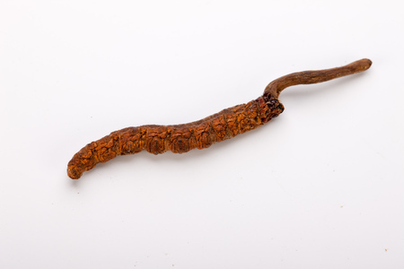 Cordyceps sinesis Yartsa Gunbu Yarsagumba himalayan gold Nepal isolatedの写真素材