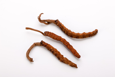 Cordyceps sinesis Yartsa Gunbu Yarsagumba himalayan gold Nepal isolatedの写真素材