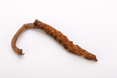 Cordyceps sinesis Yartsa Gunbu Yarsagumba himalayan gold Nepal isolatedの写真素材