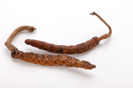 Cordyceps sinesis Yartsa Gunbu Yarsagumba himalayan gold Nepal isolatedの写真素材