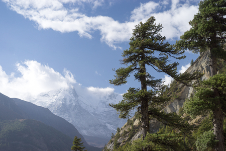Trees and snowcapped peak at background in the Himalaya mountains, Nepalの写真素材