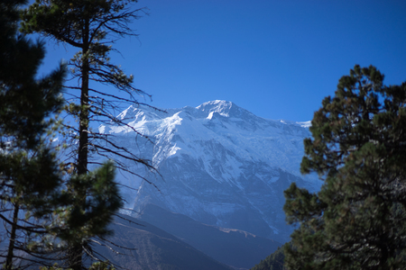 Trees and snowcapped peak at background in the Himalaya mountains, Nepalの写真素材