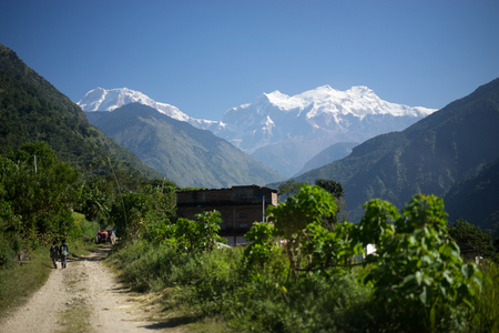 Trees and snowcapped peak at background in the Himalaya mountains, Nepalの写真素材