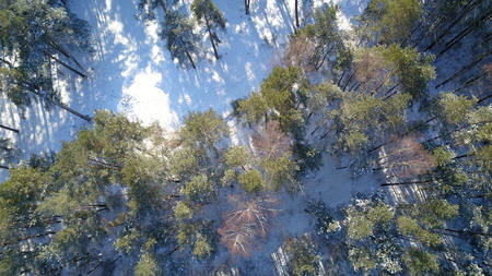 Aerial view of winter frozen forest covered in snowの写真素材