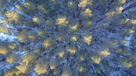 Aerial view of winter forest covered in snow. drone photography