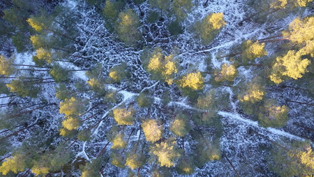 Aerial view of winter forest covered in snow. drone photographyの写真素材