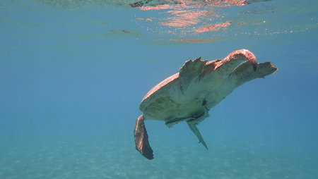Sea turtle swims in blue sea water aquatic animal underwater photo