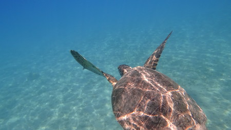 Sea turtle swims in blue sea water aquatic animal underwater photoの写真素材