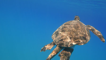 Sea turtle swims in blue sea water aquatic animal underwater photo