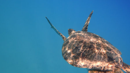 Sea turtle swims in blue sea water aquatic animal underwater photo