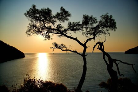 Sunrise above sea and pine tree with blue sea background Turkeyの写真素材
