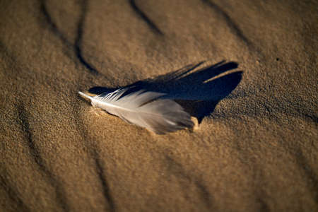 Sand and feather Sea coast autumn Latviaの写真素材