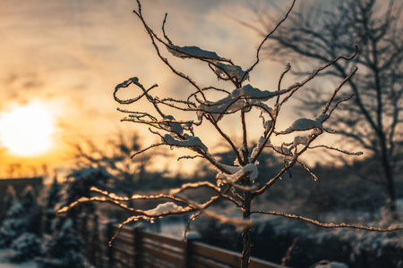 Christmas golden ball and tree branch with snow. Christmas decorations.の写真素材