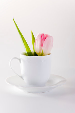 Red tulip in coffe cup isolated white backgroundの写真素材