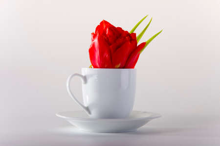 Red tulip in coffe cup isolated white backgroundの写真素材