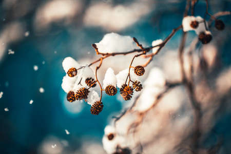 Abstract Snow leaves silhouette macro in sun lightの写真素材