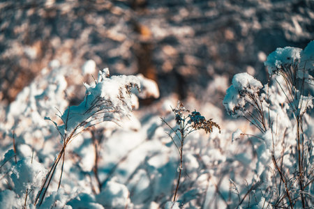 Abstract Snow leaves silhouette macro in sun lightの写真素材