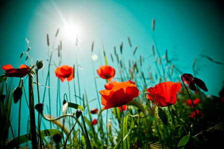 Poppy field and skyの写真素材