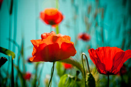 Poppy field and skyの写真素材