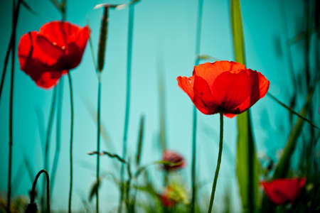 Poppy field and skyの写真素材