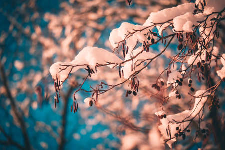 Abstract Snow leaves silhouette macro in sun lightの写真素材