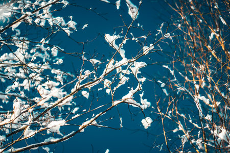Abstract Snow leaves silhouette macro in sun lightの写真素材