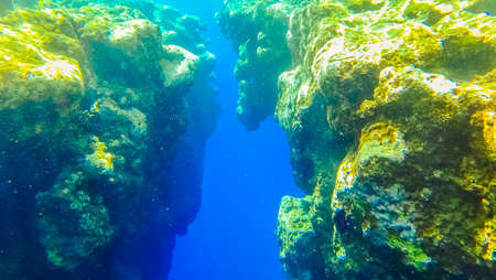Underwater Tropical Corals Reef and sea fish Red Sea in Egyptの写真素材