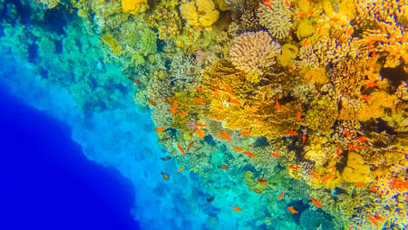 Underwater Tropical Corals Reef and sea fish Red Sea in Egyptの写真素材