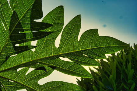 Green leaf in sunny light Nepal travel around