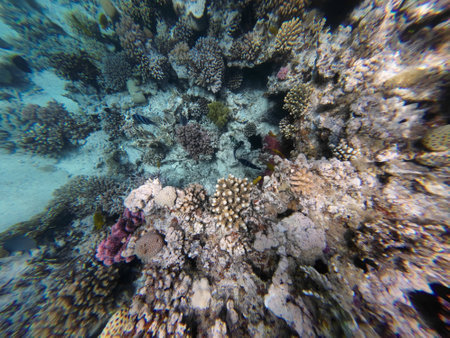 Underwater Tropical Corals Reef and sea fish Red Sea in Egyptの写真素材