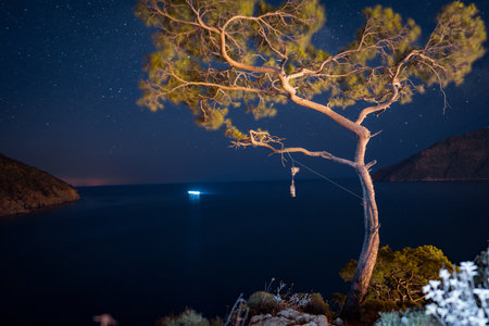 Night sky above sea and pine tree with blue sea background Turkeyの写真素材