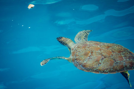 Sea turtle swims in blue sea water aquatic animal underwater photoの写真素材