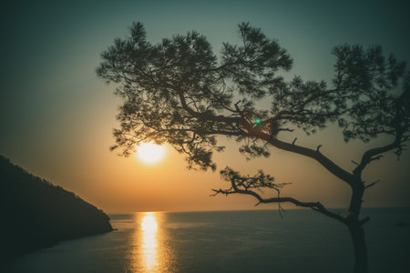 Sunrise above sea and pine tree with blue sea background Turkeyの写真素材