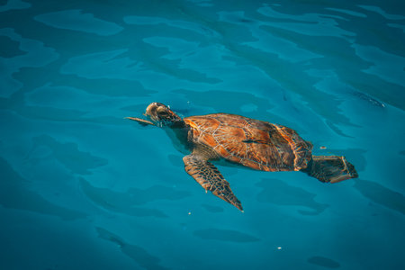 Sea turtle swims in blue sea water aquatic animal underwater photoの写真素材