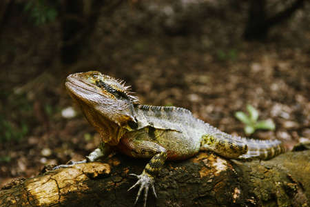 Eastern Water Dragon at Brisbane Botanic Gardenの写真素材