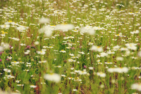 Field of beautiful blooming daisies in a warm sunny dayの写真素材
