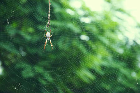 Australian edible golden silk spider. Nephila edulis.の写真素材