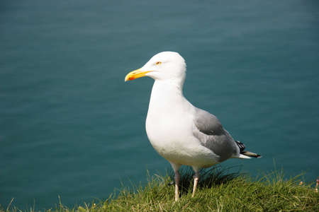 Yellow-legged Gull (Larus michahellis) against the  background of deep blue sea. Etretat, France.の写真素材