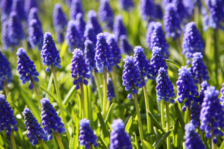 Blooming purple Muscari (Grape Hyacinth) in spring garden. Keukenhof, Netherlands.の写真素材