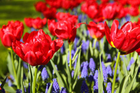 Red tulips and grape hyacinths in spring garden. Warm sunny day. Keukenhof, Netherlands.の写真素材