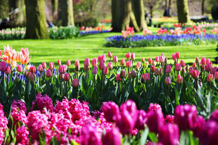 Beautiful blooming spring garden on a warm sunny day の写真素材