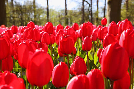 Beautiful red tulips in spring garden  Warm sunny day  Keukenhof, Netherlands の写真素材