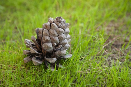 Pinecone closeup on the grass ground in the wood
