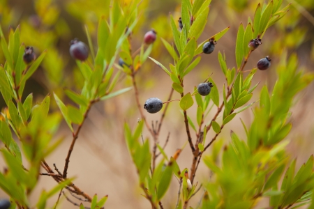 Ripe blue-black berries on branches of evergreen shrub myrtleの写真素材