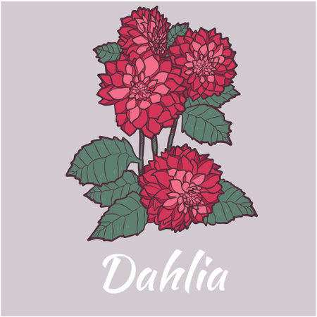 Red Dahlia Vector Flower Illustrationのイラスト素材