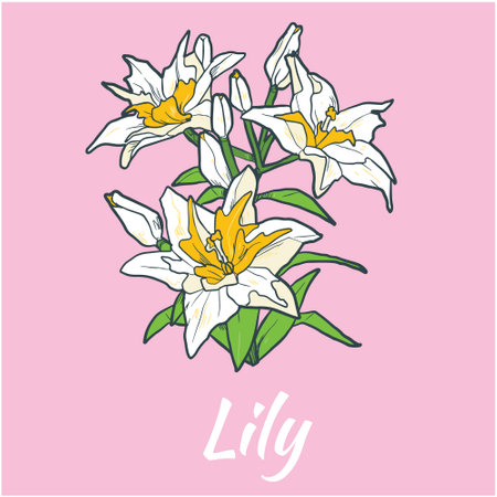 White Lily Vector Flower Illustrationのイラスト素材